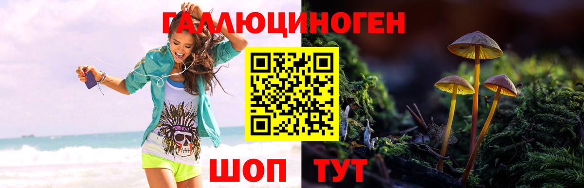 Галлюциногенные грибы Psilocybine cubensis Липецк